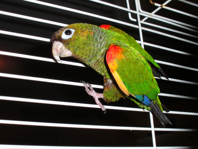 Why Dont People Do Their Research Parrot Forum Parrot Owner S Community,Broccoli Rice Casserole Recipe