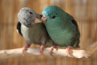 COMMENT LES OISEAUX S'ACCOUPLENT-ILS ? – BirdKeeper®
