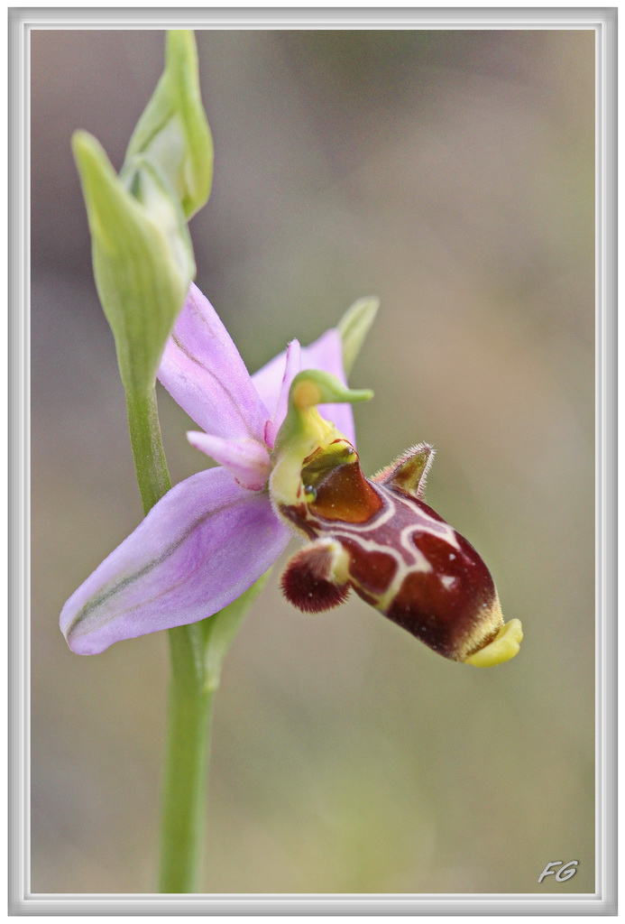 ophrys56.jpg