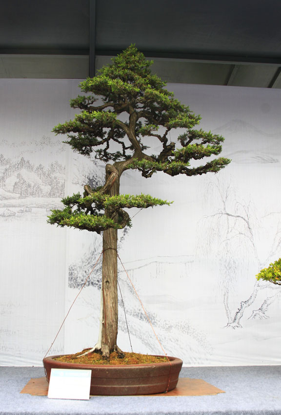 BCI in China | Bonsai Eejit