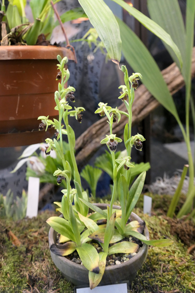 ophrys15.jpg