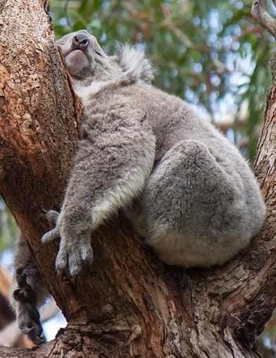 koalad10.jpg