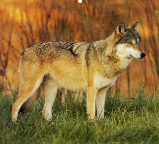 wolf1310.jpg